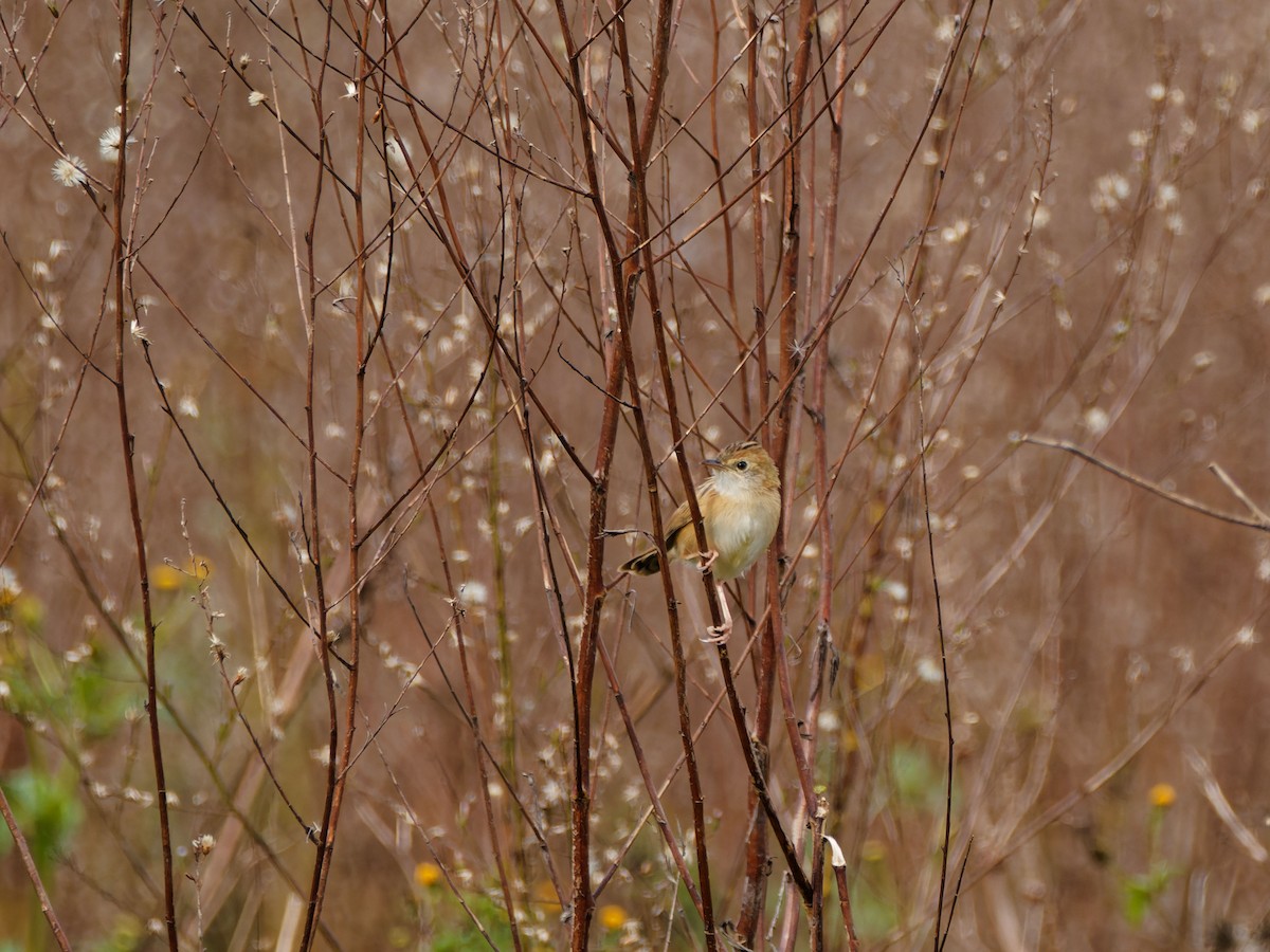 Golden-headed Cisticola - ML643593181