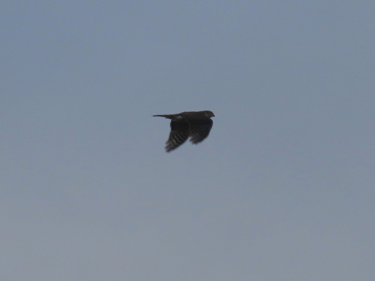 Sharp-shinned Hawk - ML643593192