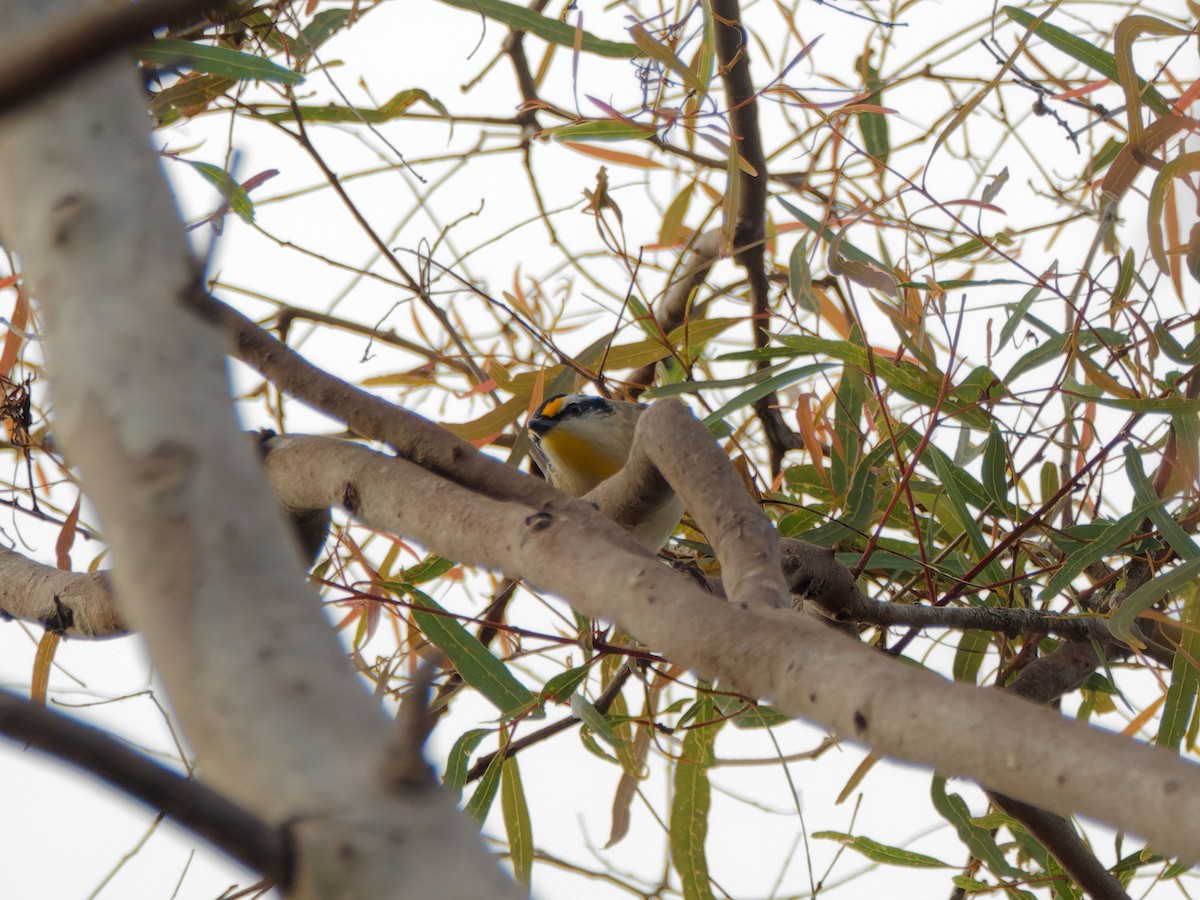 Pardalote à point jaune - ML643593197