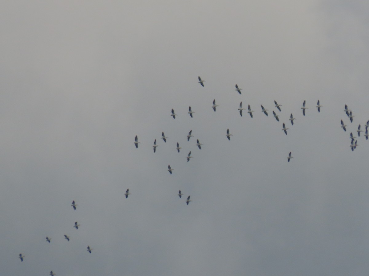 American White Pelican - ML643593209