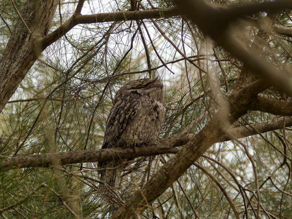 Tawny Frogmouth - ML643593215
