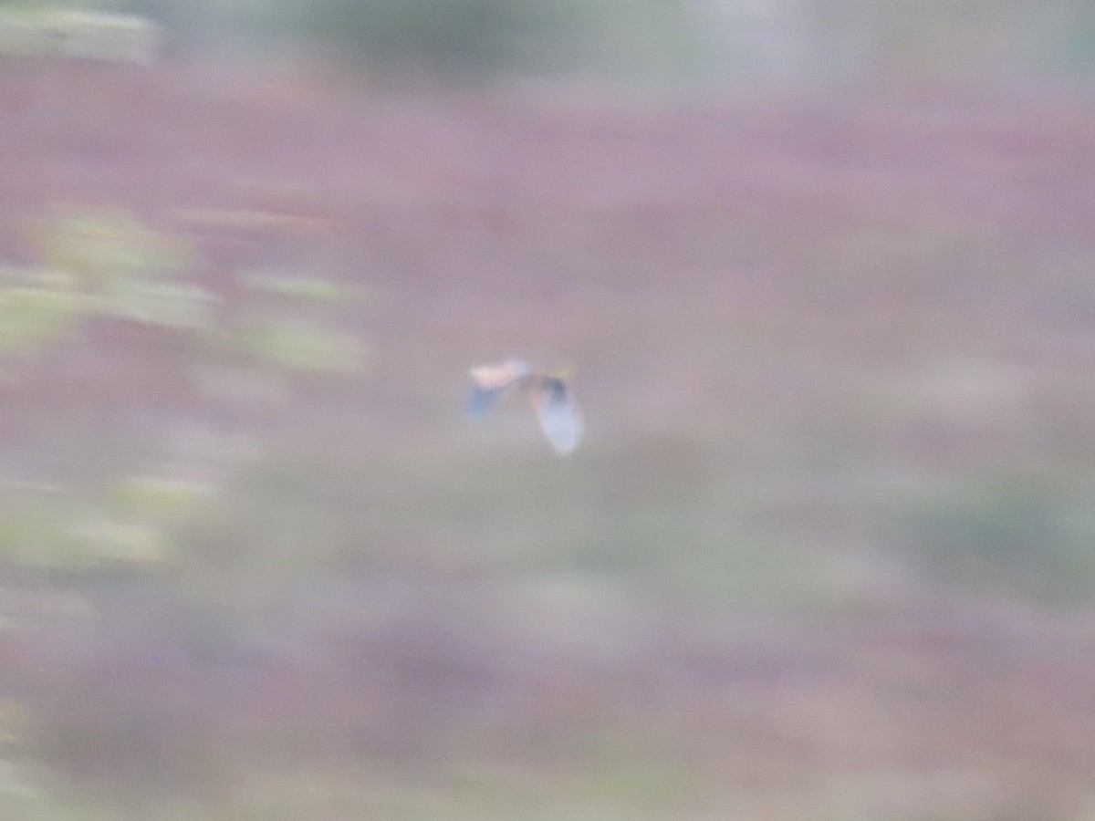 American Bittern - ML643593216