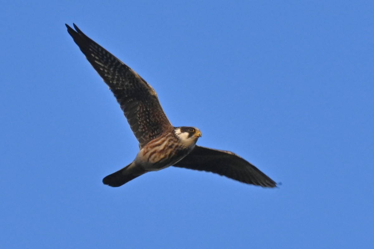 Red-footed Falcon - ML643593218