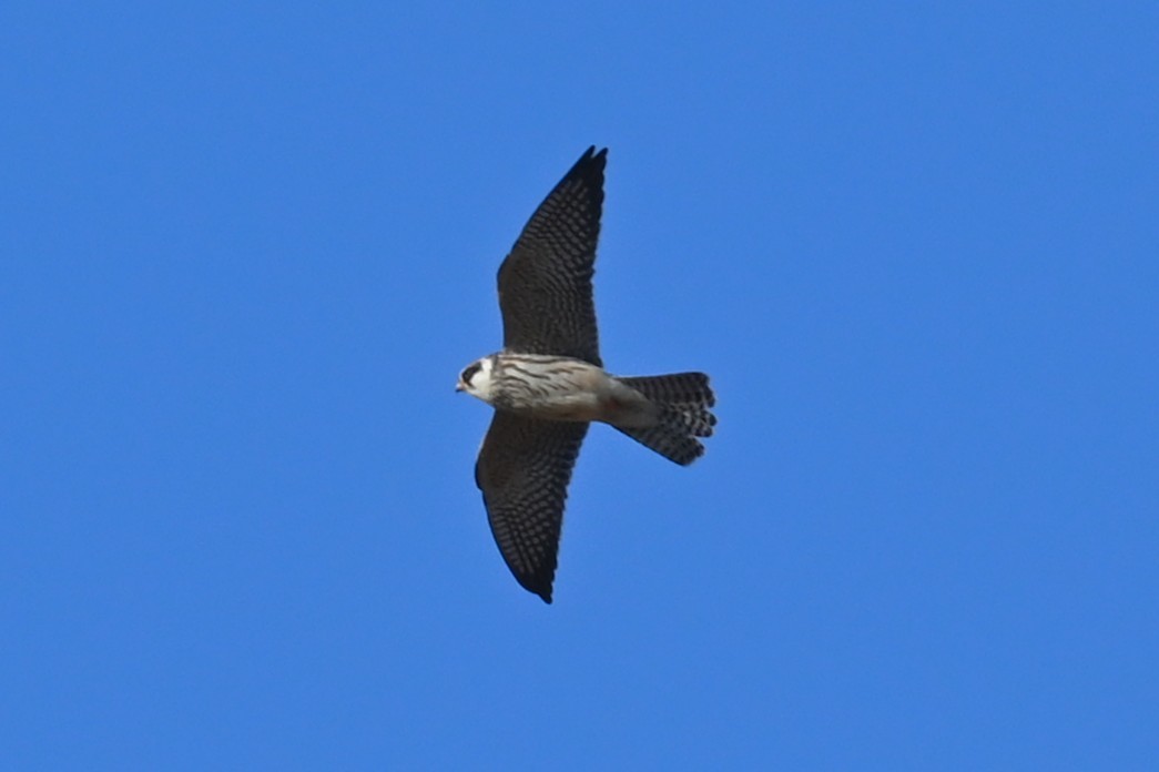 Red-footed Falcon - ML643593219