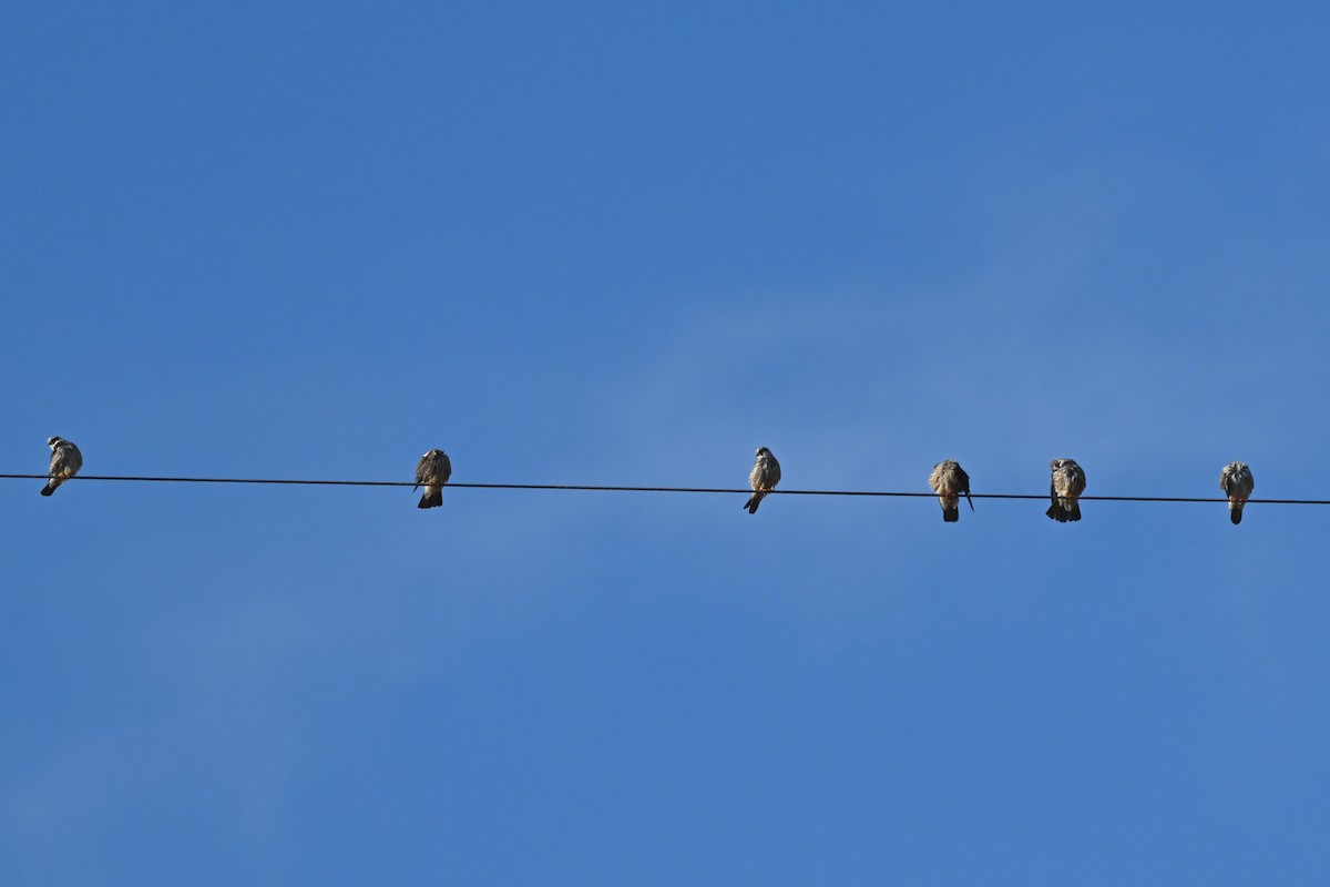 Red-footed Falcon - ML643593220