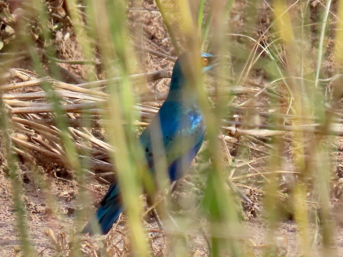 Greater Blue-eared Starling - ML643593221