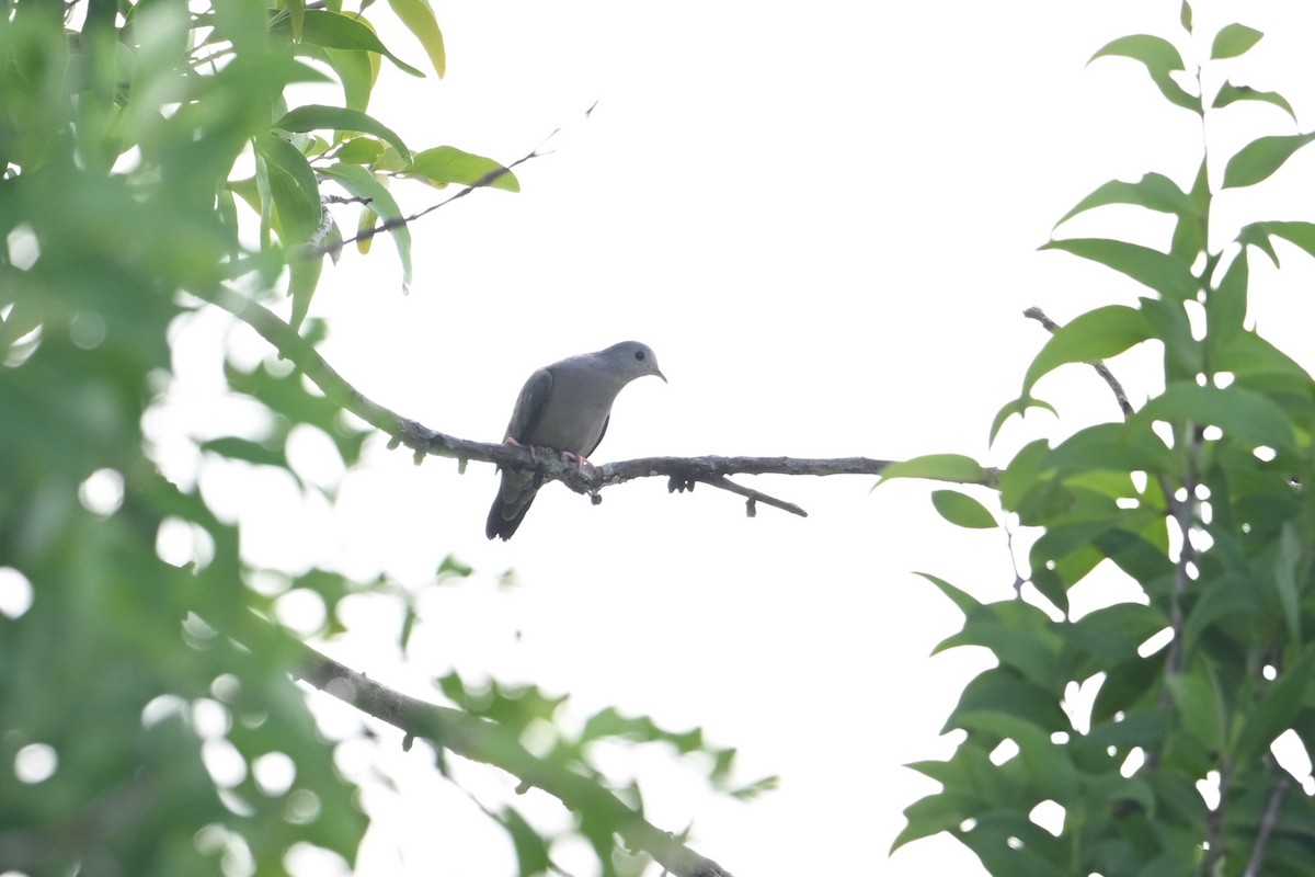 Plain-breasted Ground Dove - ML643593228