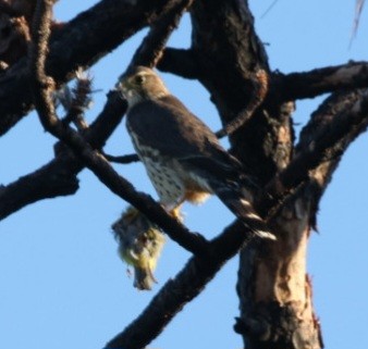 Merlin - ML643593245