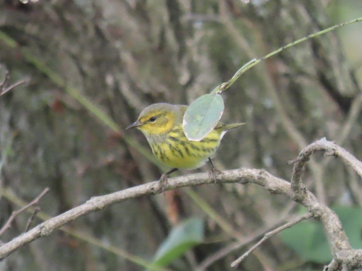 Cape May Warbler - ML643593251
