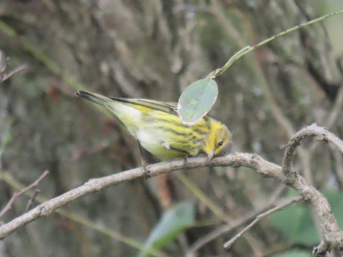 Cape May Warbler - ML643593252