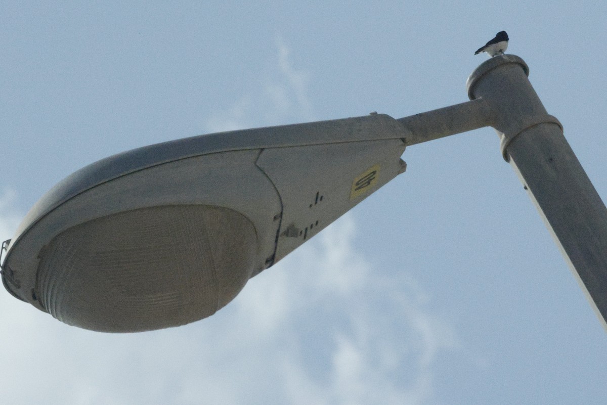 Hume's Wheatear - ML643593282