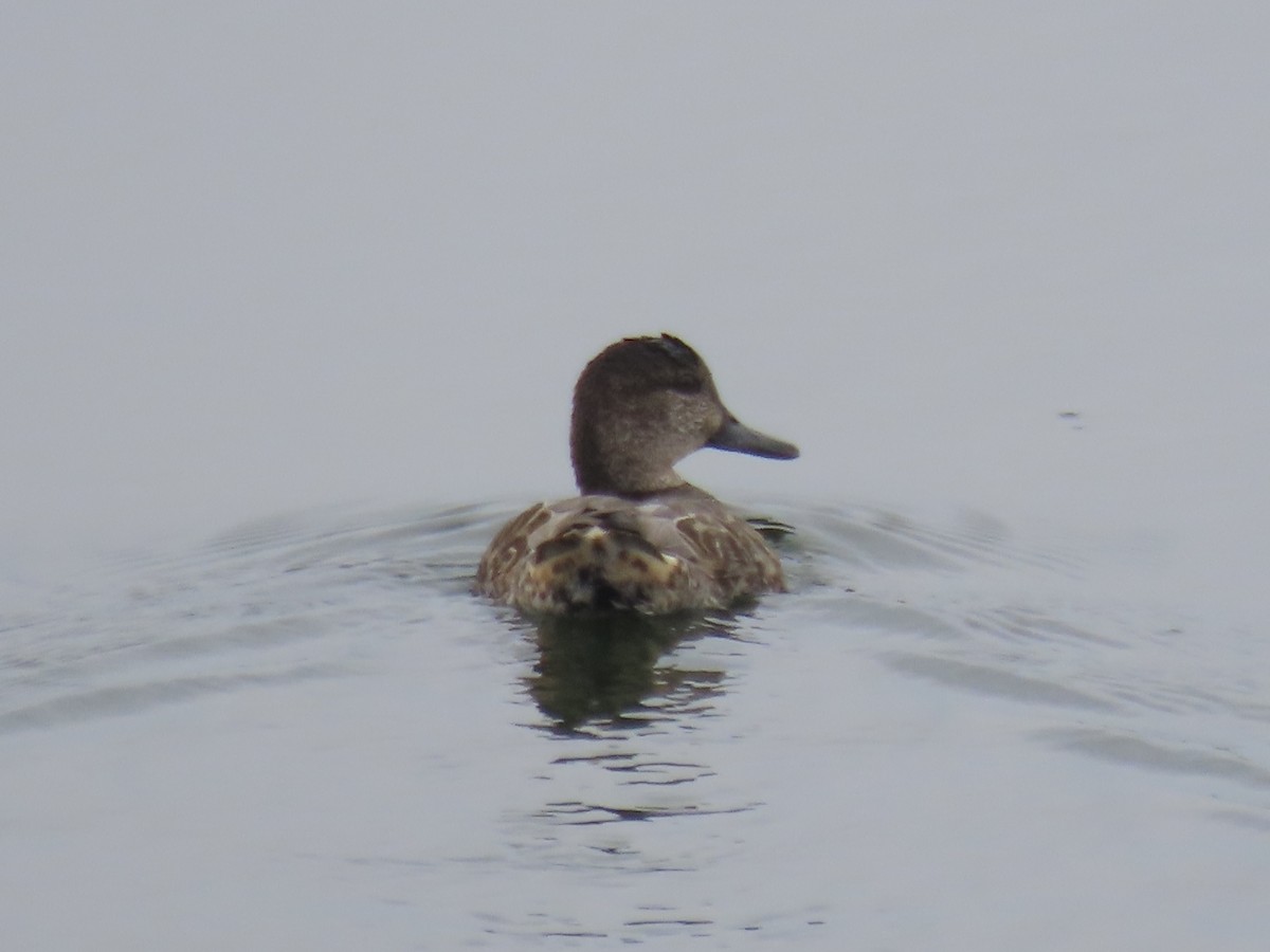 Green-winged Teal (American) - ML643593287