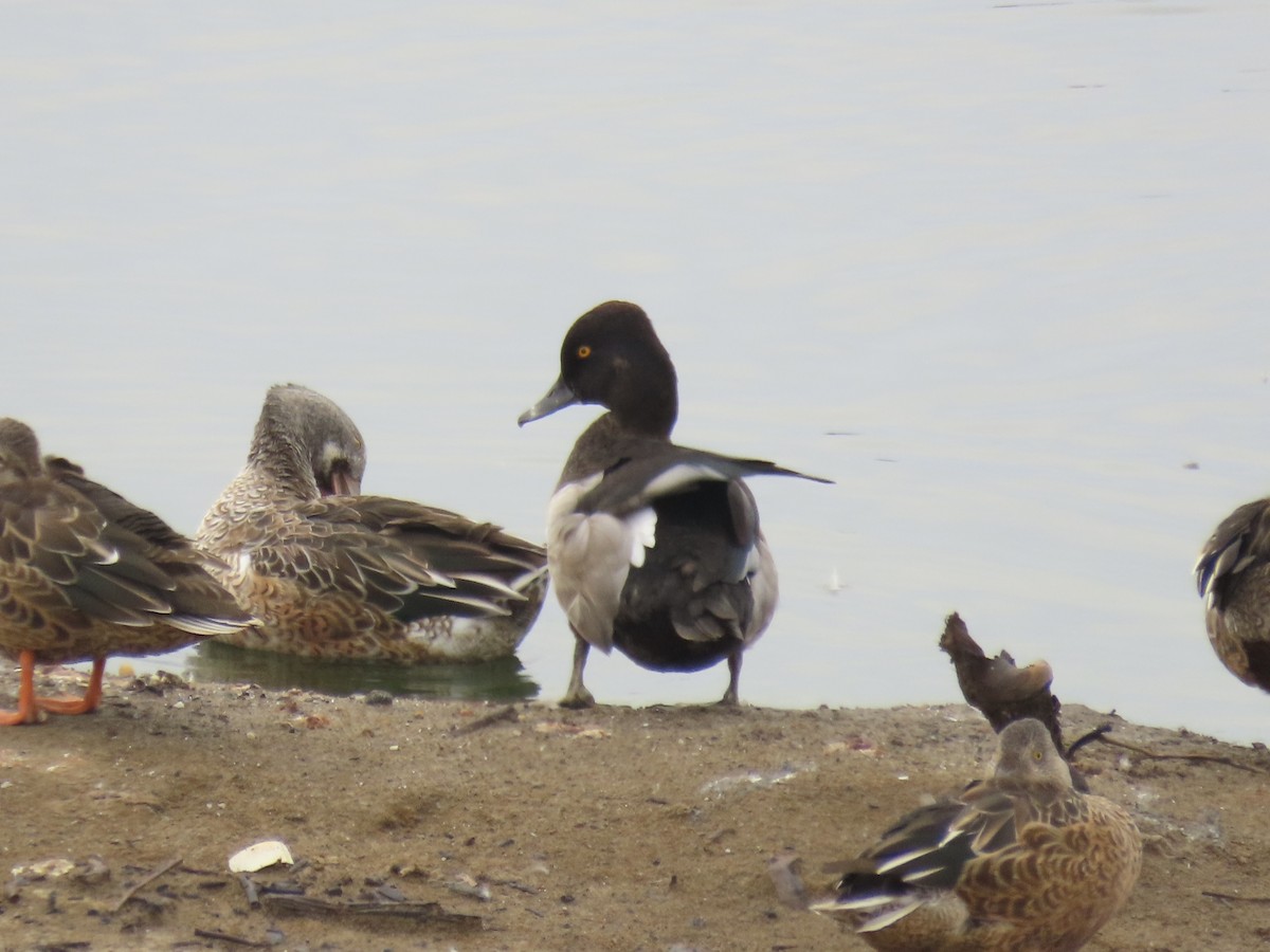 Ring-necked Duck - ML643593291