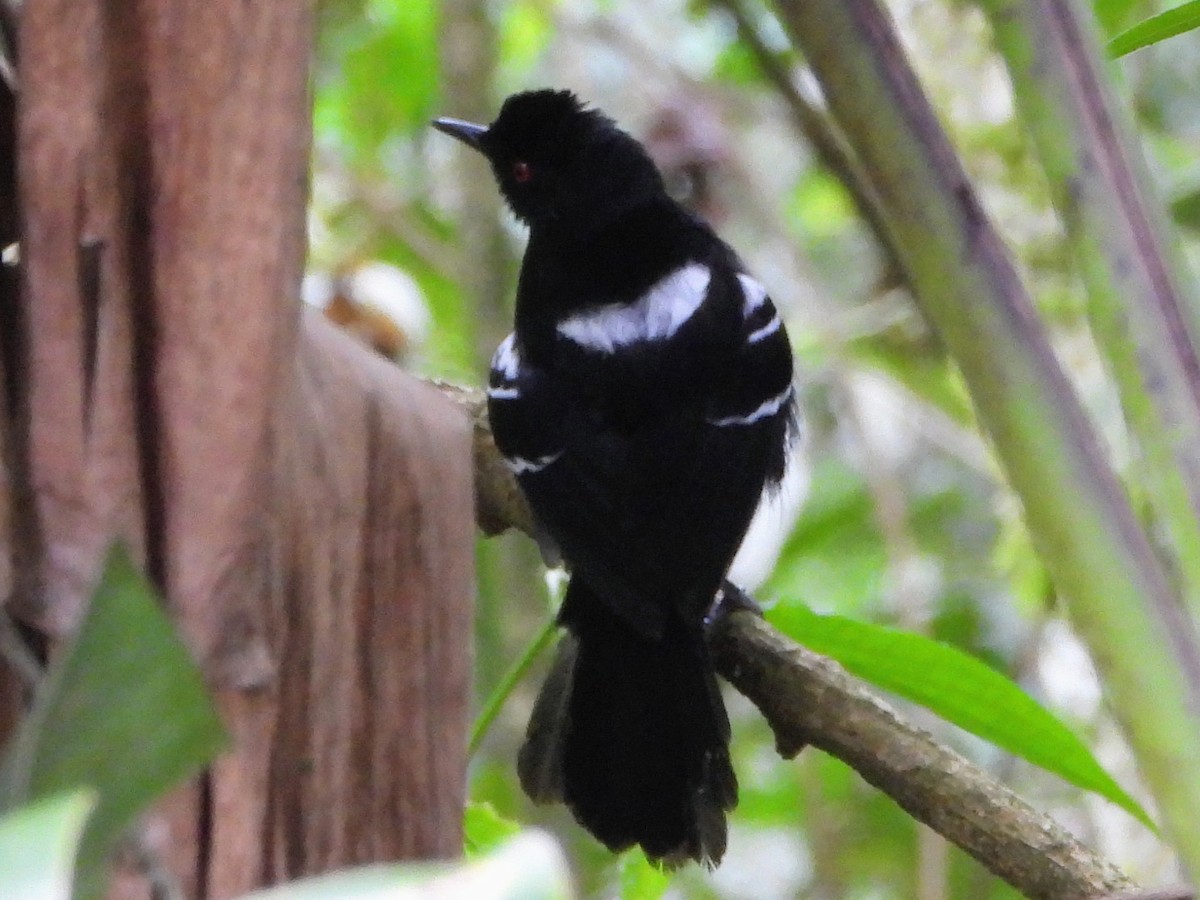 Weißbinden-Ameisenvogel - ML643593297