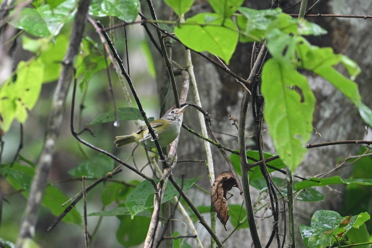 Lesser Greenlet - ML643593304