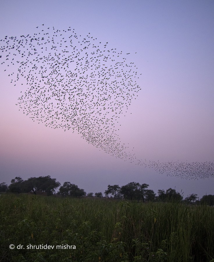 Rosy Starling - ML64359331