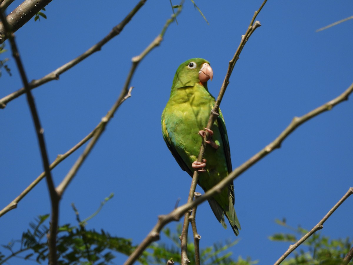 Orange-chinned Parakeet - ML643593312