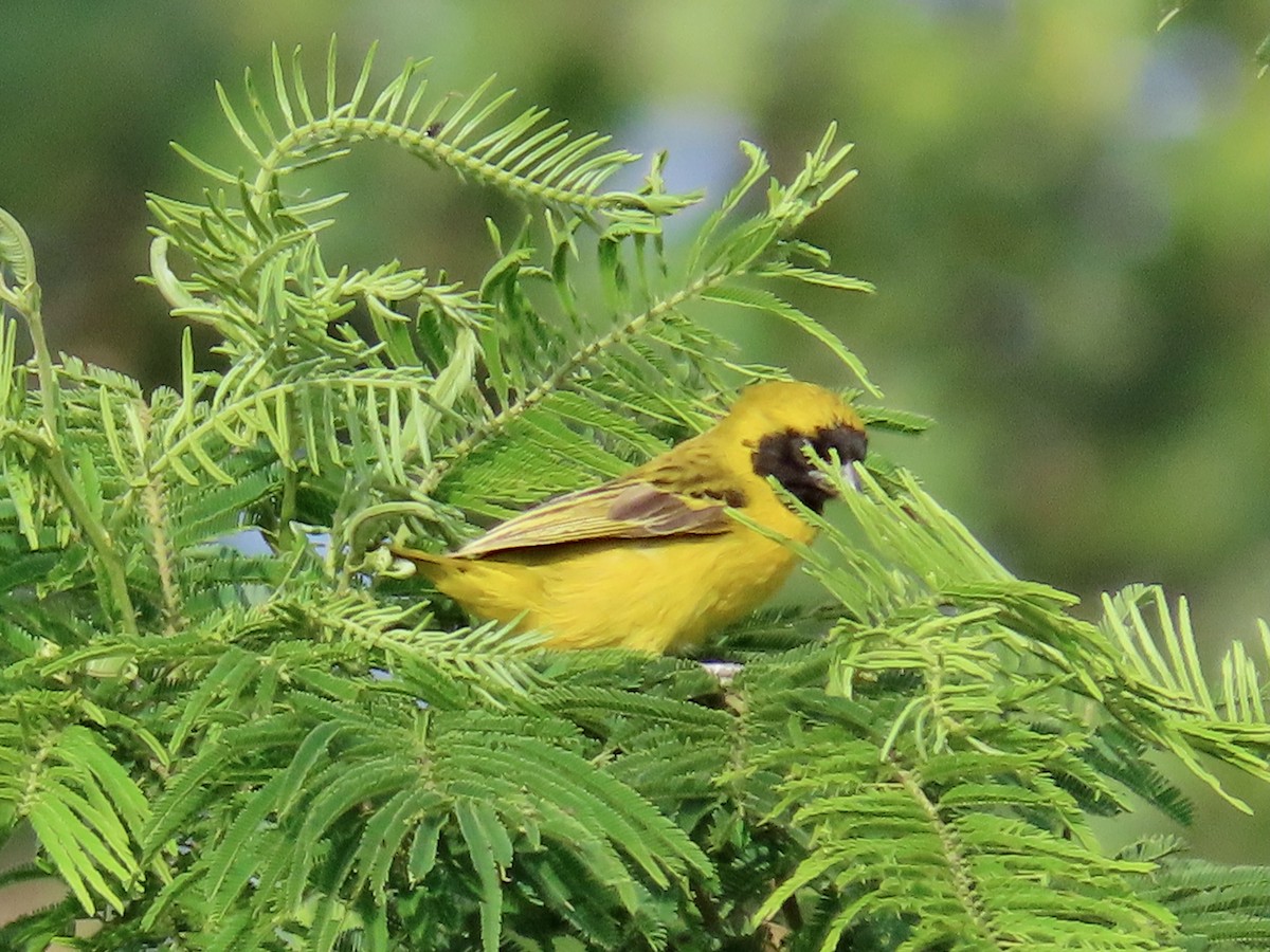 Little Weaver - Greg Vassilopoulos