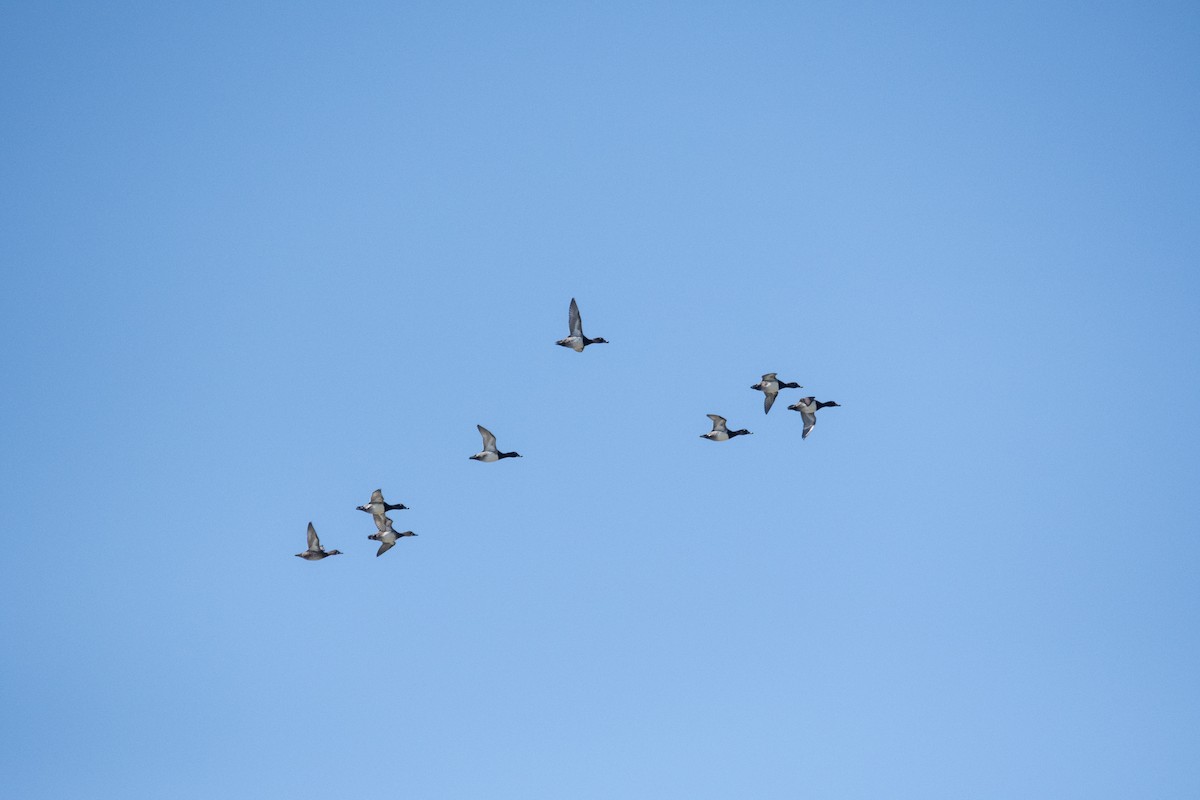 Ring-necked Duck - ML643593328