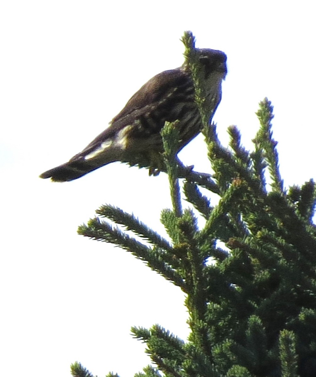 Merlin - ML643593333