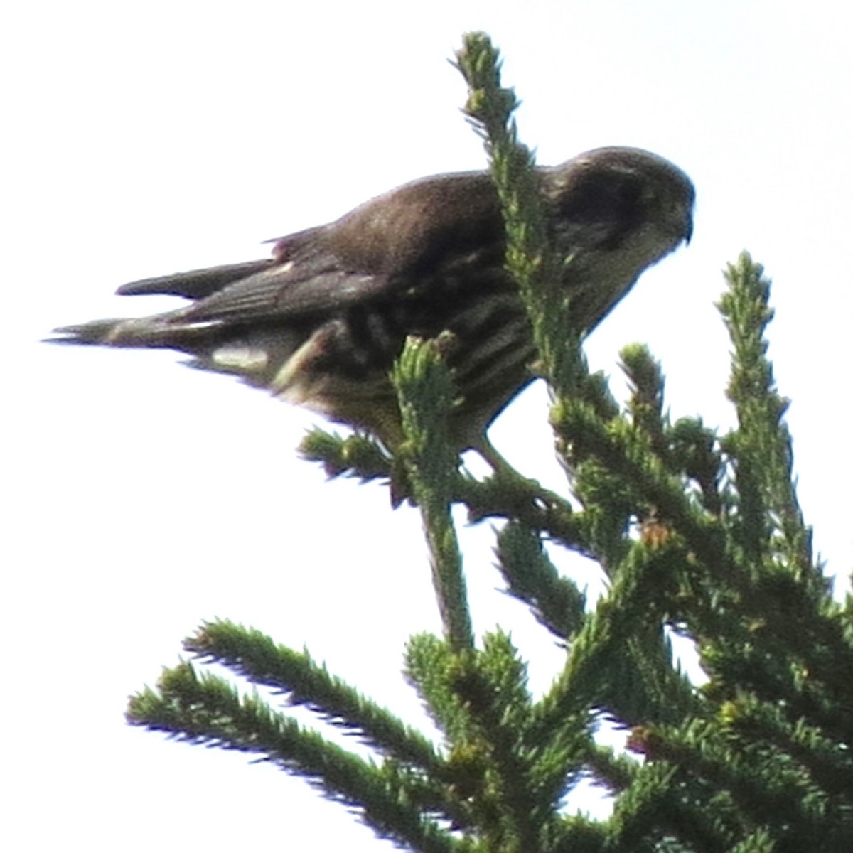 Merlin - ML643593336