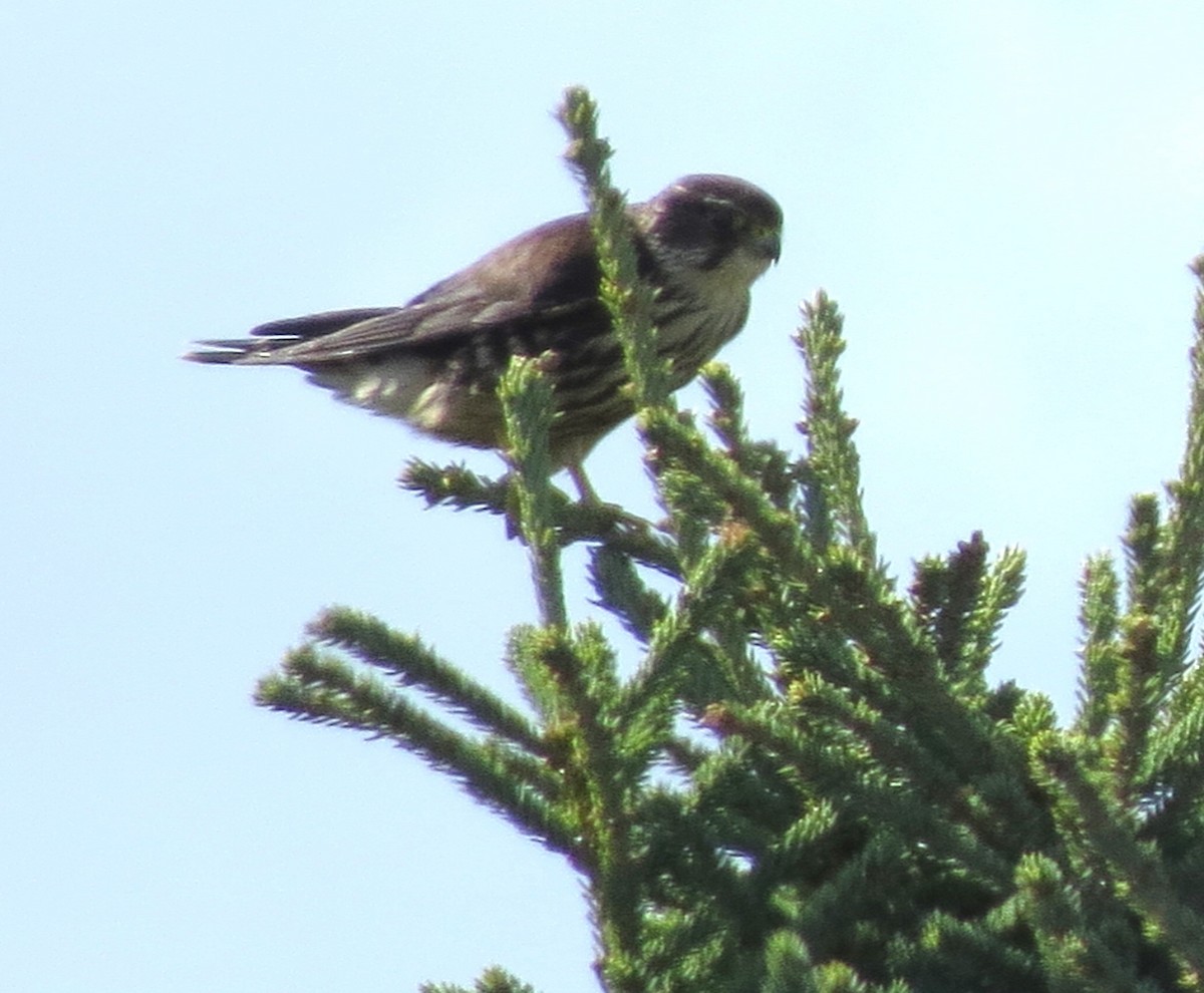 Merlin - ML643593337