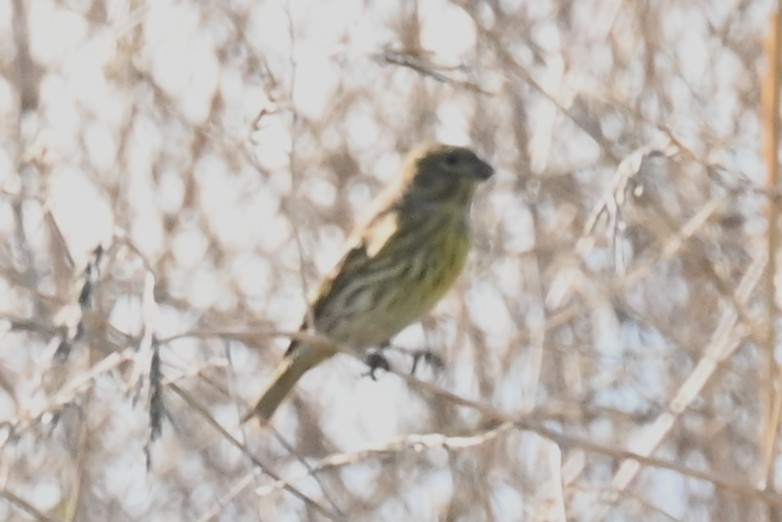 European Serin - ML643593339