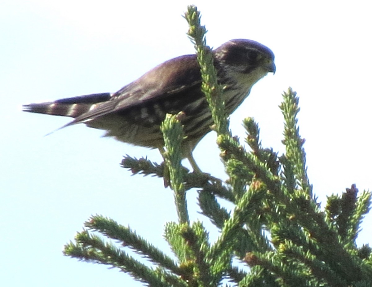 Merlin - ML643593340
