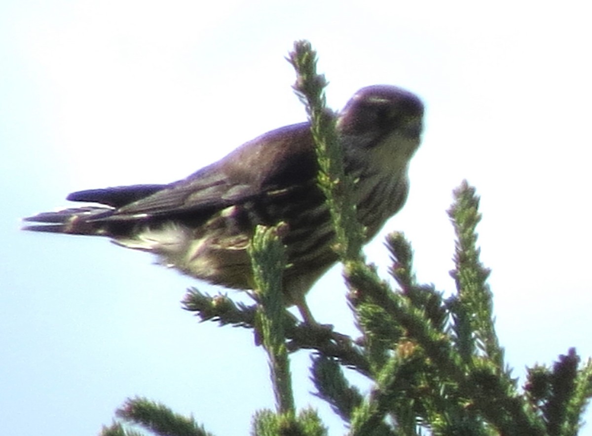 Merlin - ML643593345