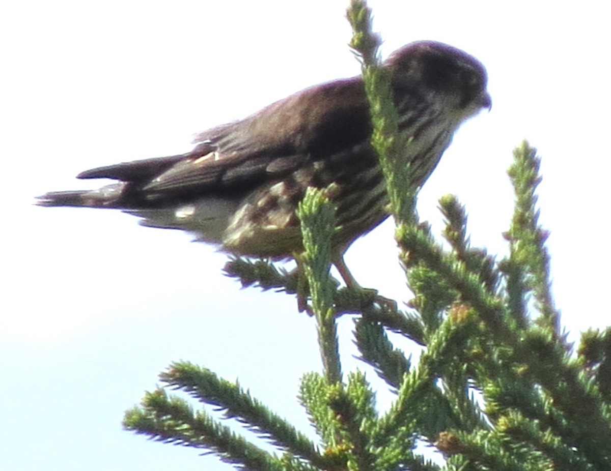 Merlin - ML643593348