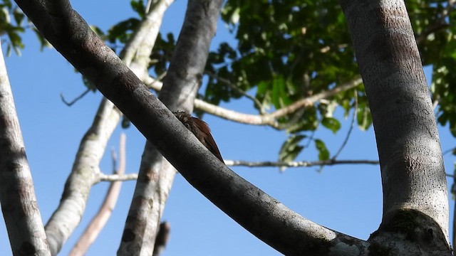 Spix's Woodcreeper - ML643593349