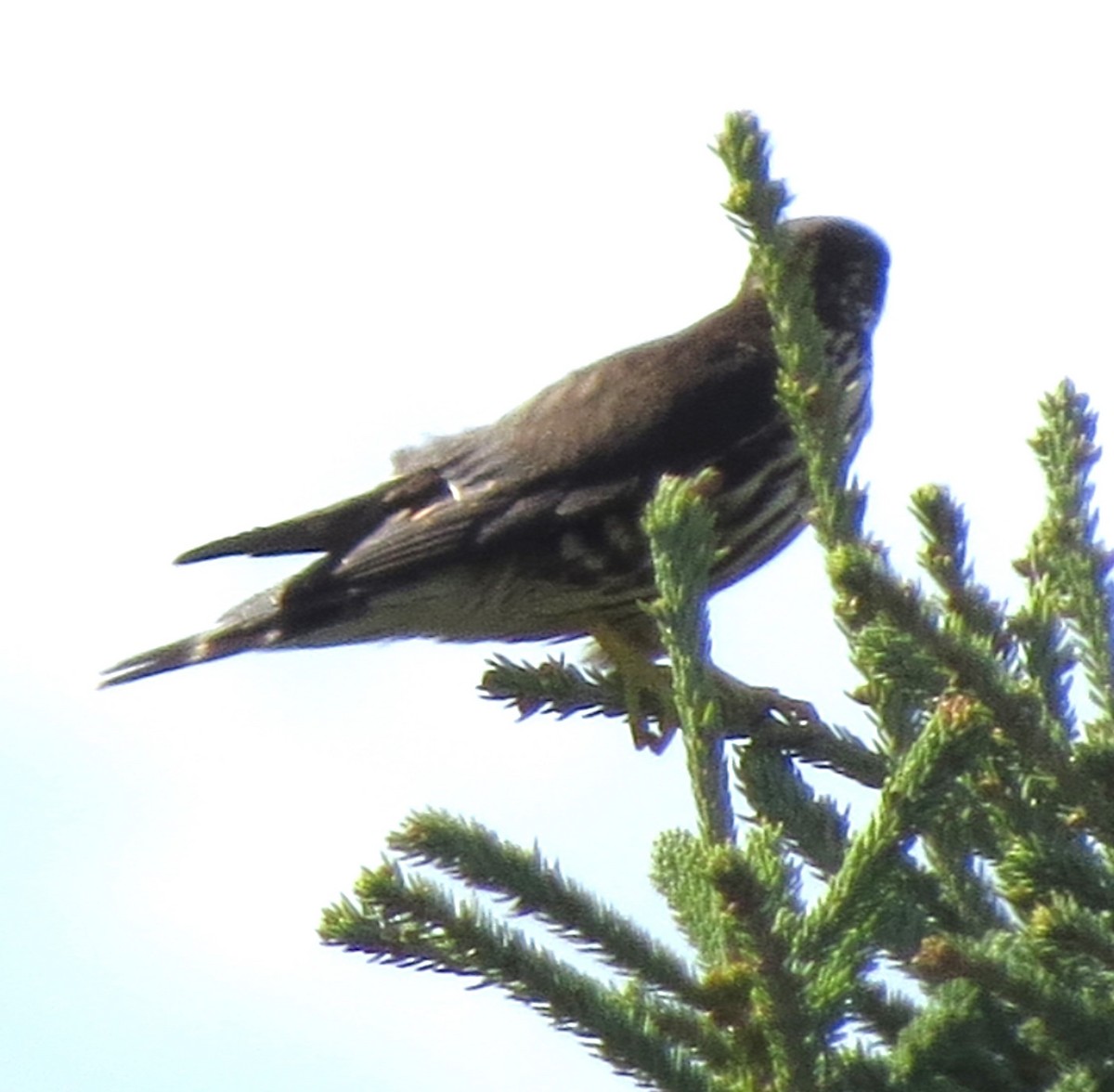 Merlin - ML643593351