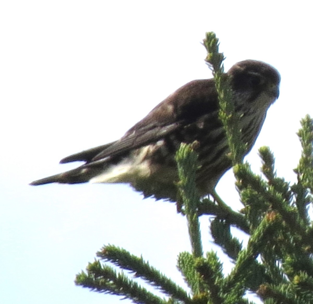 Merlin - ML643593355