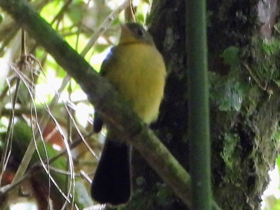 Black-tailed Flycatcher - ML643593357