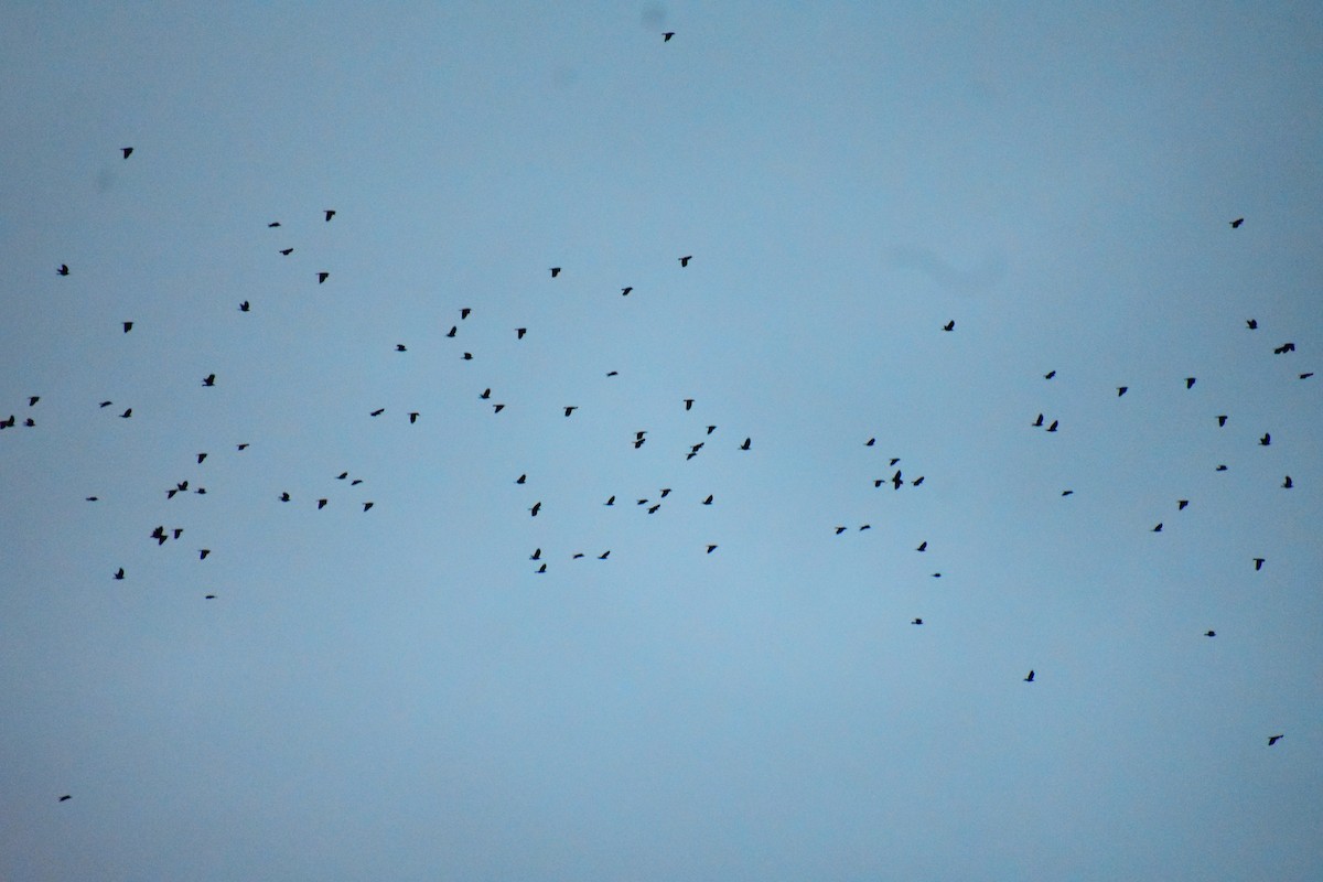 American Crow - ML643593359
