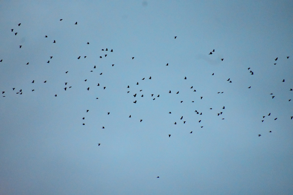 American Crow - ML643593364
