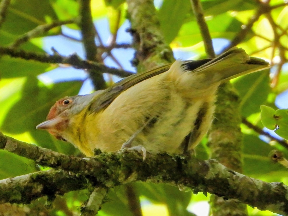 Rufous-browed Peppershrike - ML643593389
