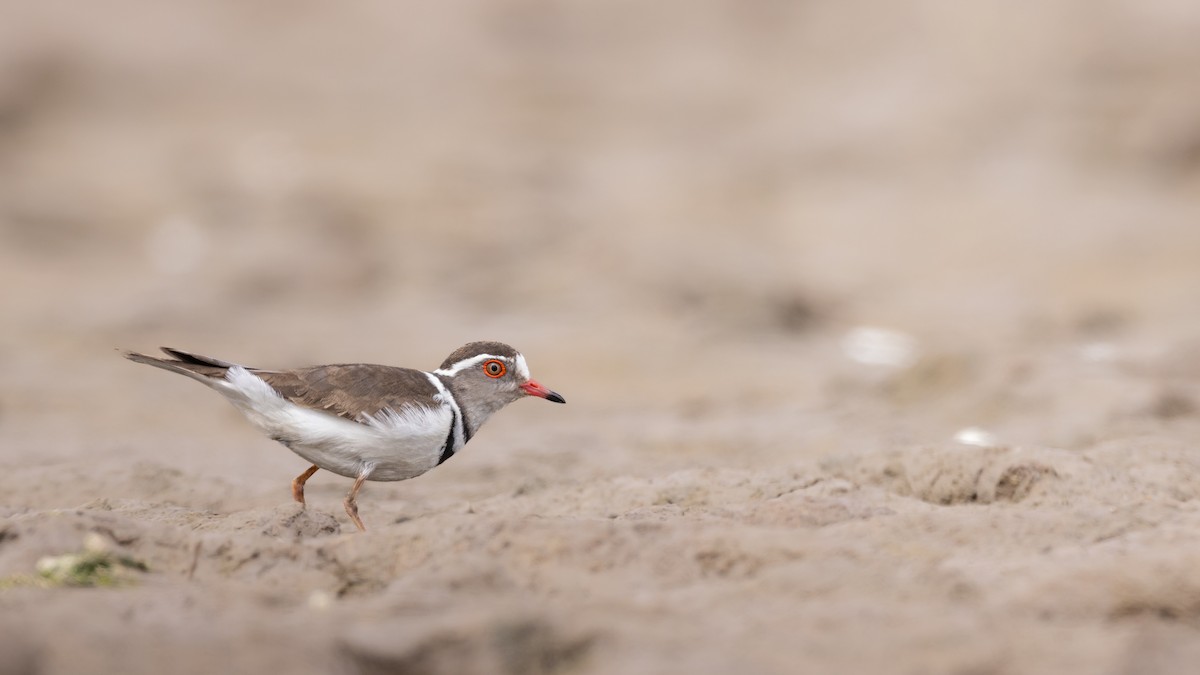 Three-banded Plover - ML643593396