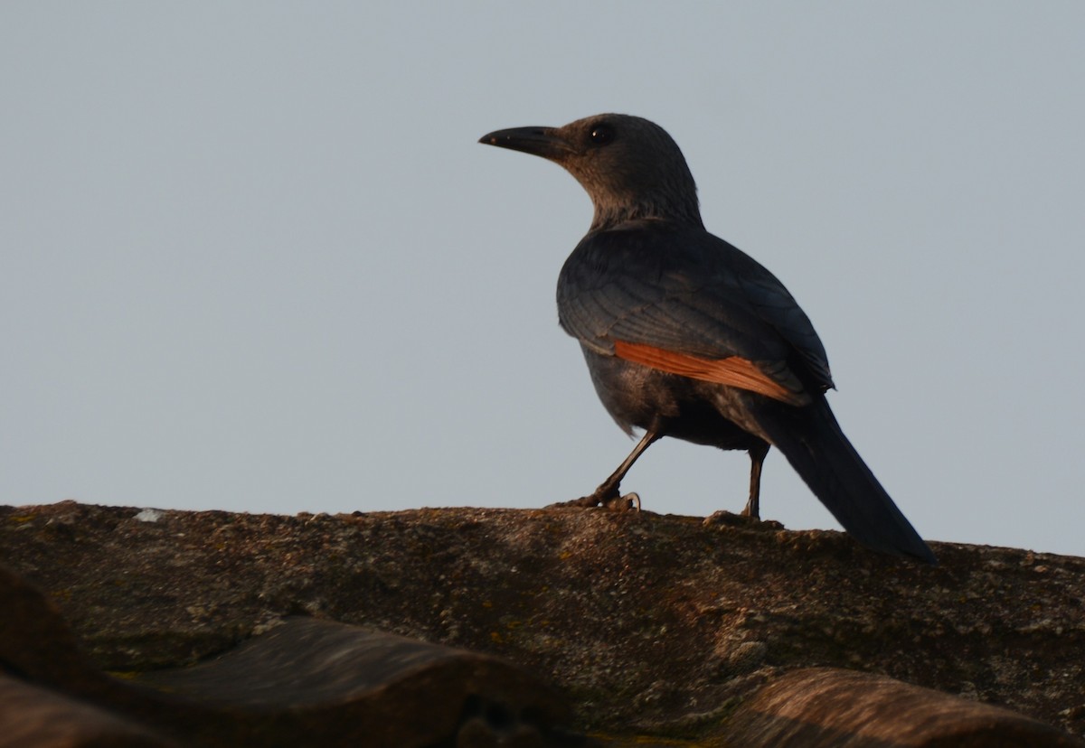 Red-winged Starling - ML643593397