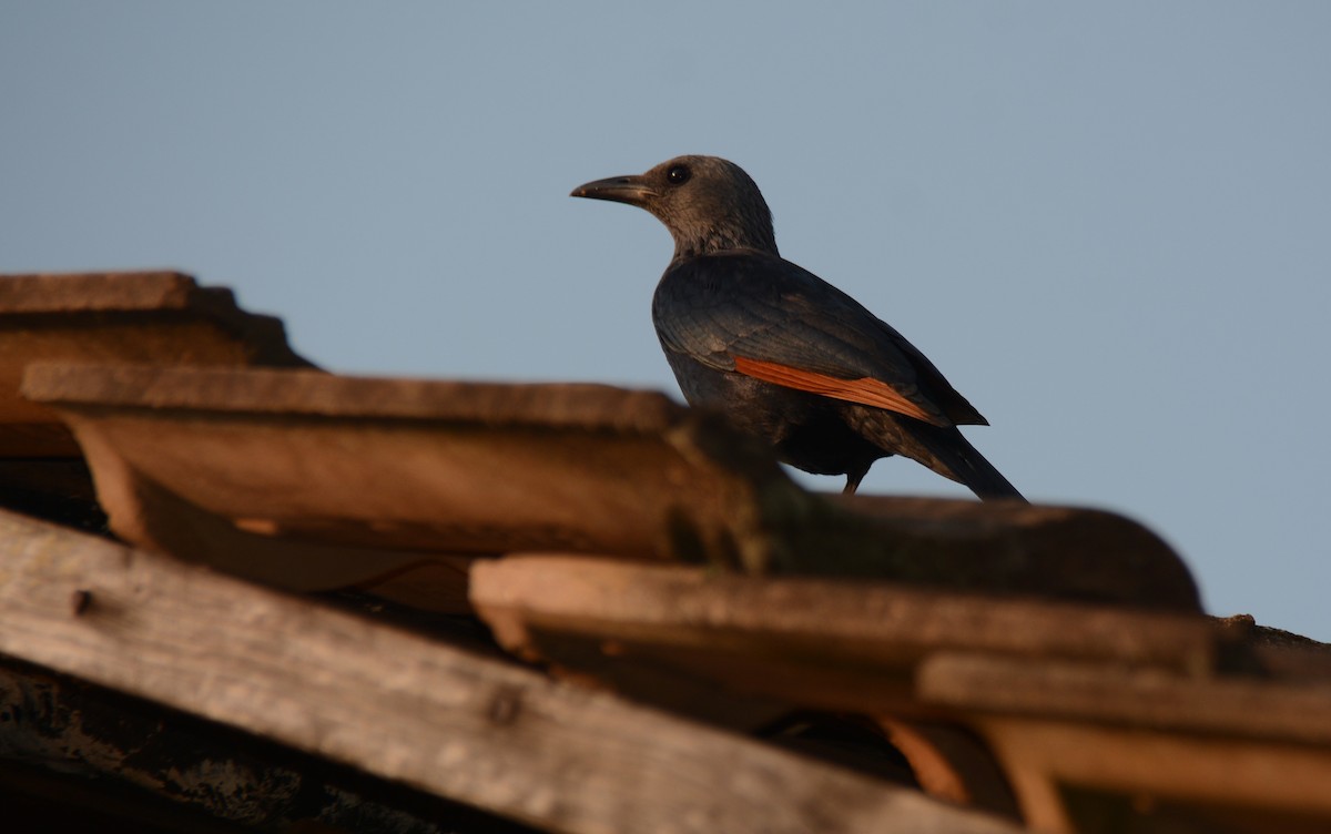 Red-winged Starling - ML643593398
