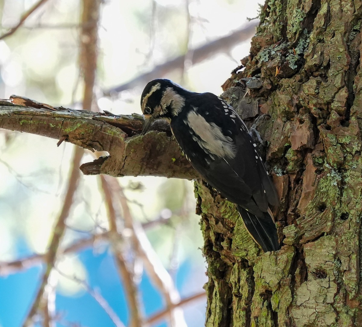 Hairy Woodpecker - ML643593401