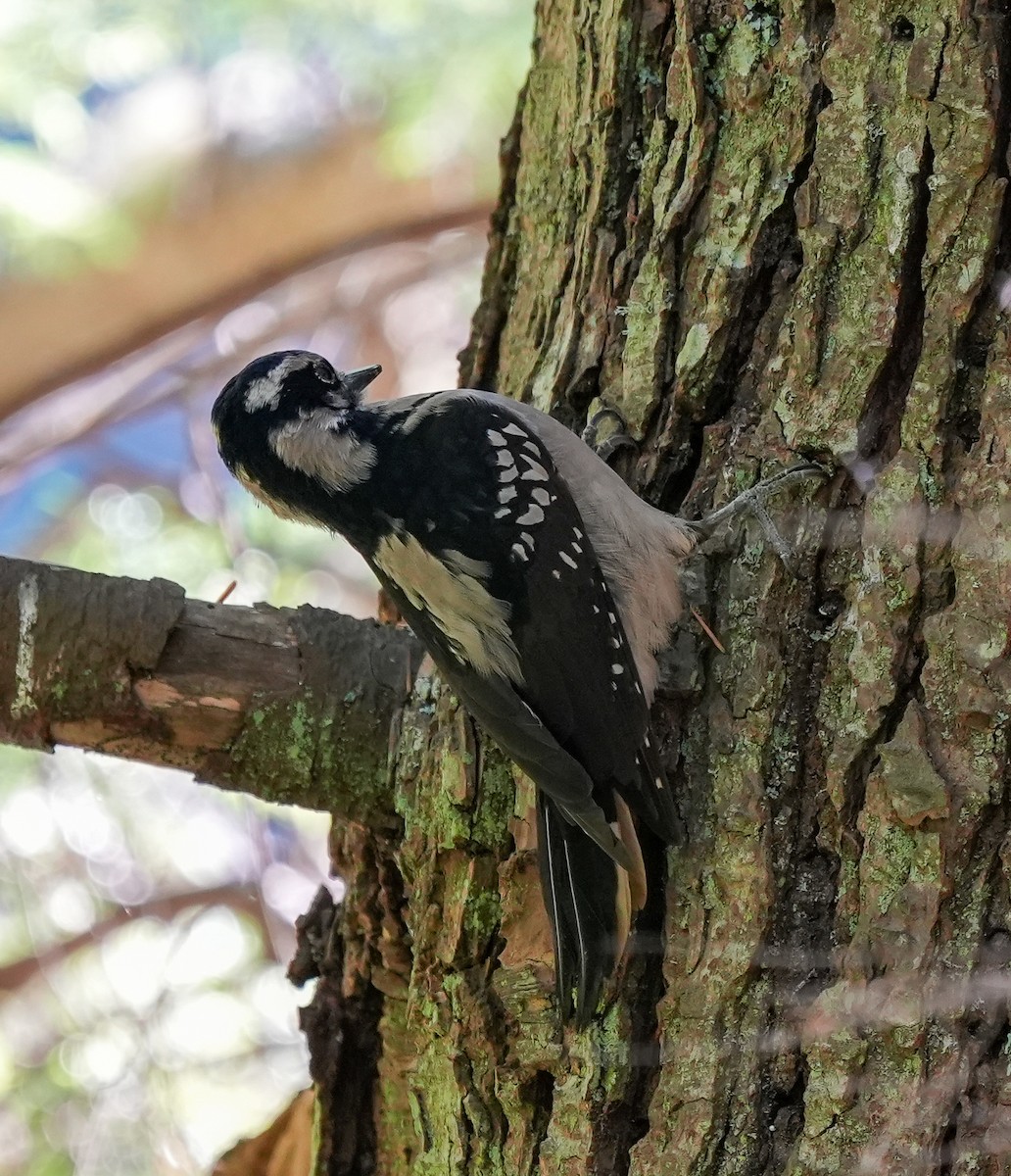 Hairy Woodpecker - ML643593402