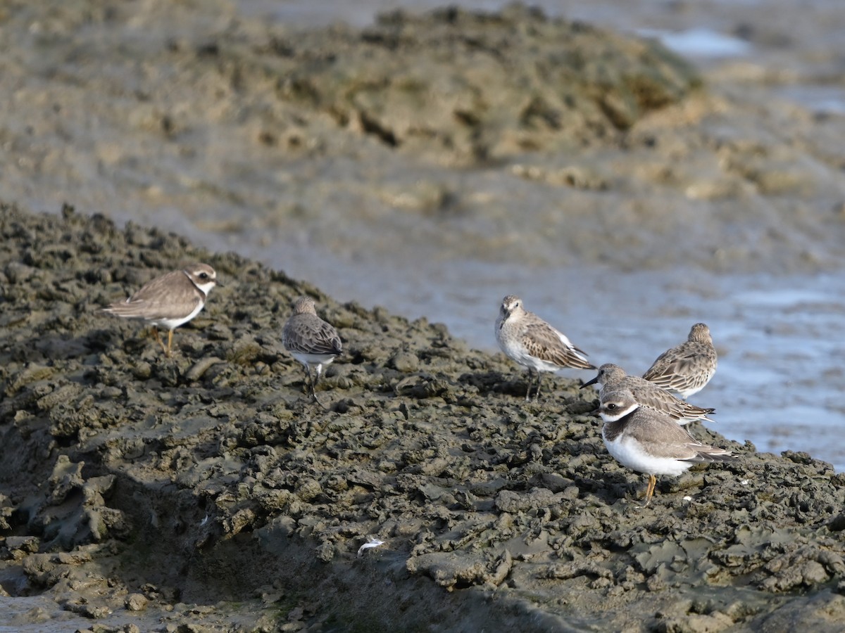 Sandregenpfeifer - ML643593409