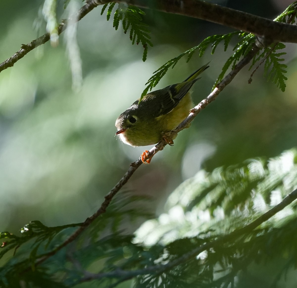 Ruby-crowned Kinglet - ML643593413