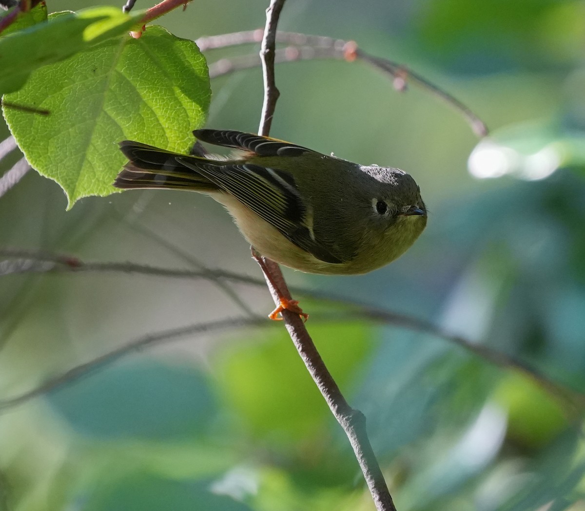 Ruby-crowned Kinglet - ML643593415