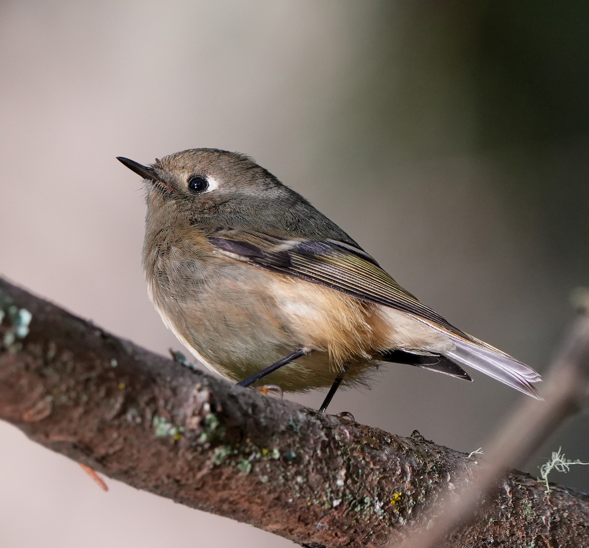 Ruby-crowned Kinglet - ML643593416