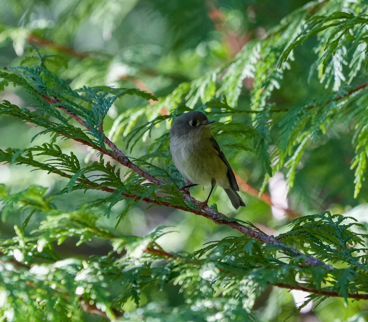 Ruby-crowned Kinglet - ML643593417