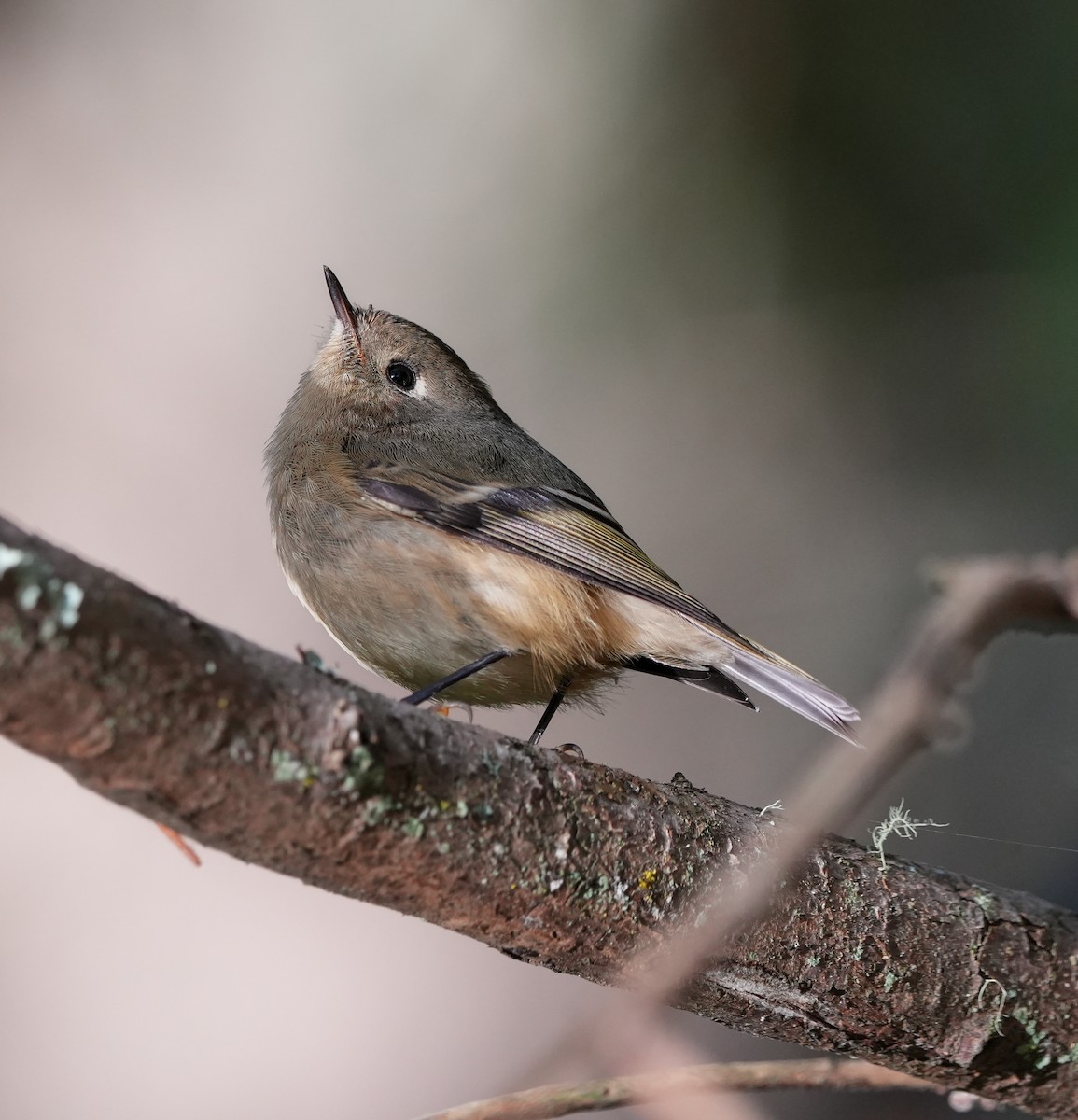 Ruby-crowned Kinglet - ML643593418