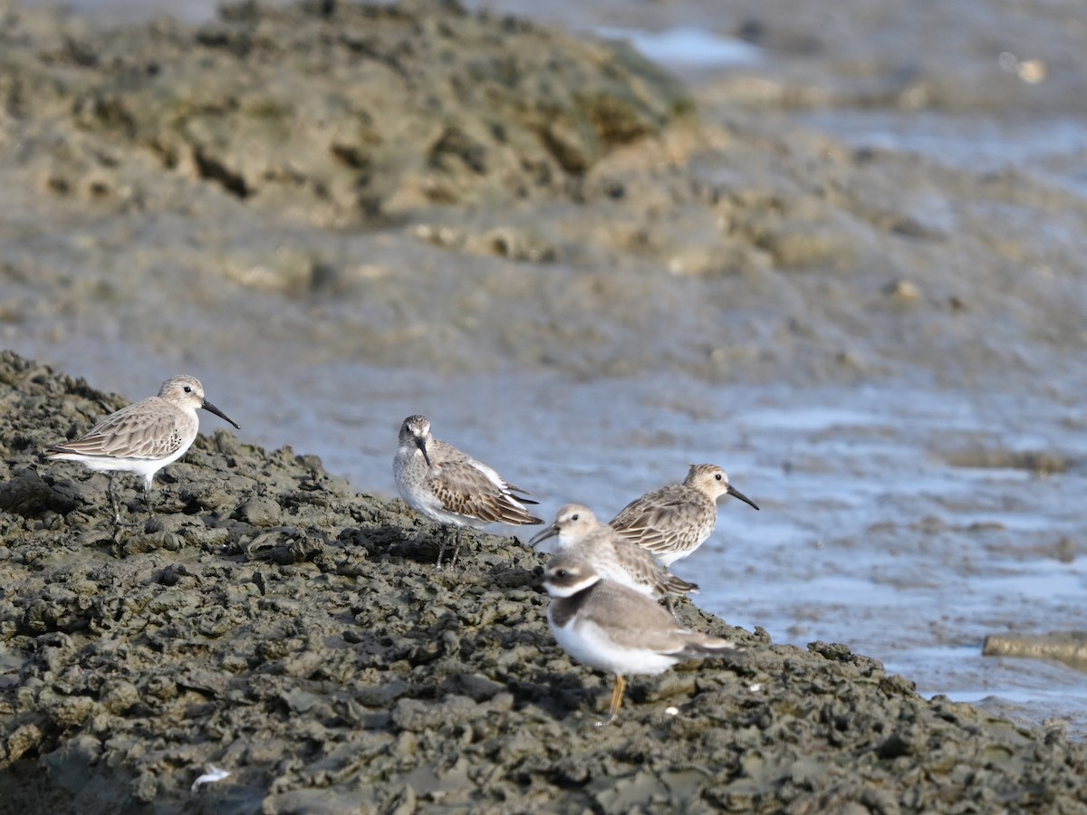Alpenstrandläufer - ML643593420