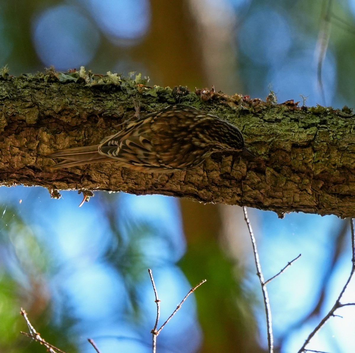 Brown Creeper - ML643593421